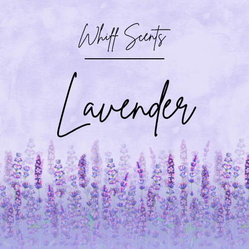 Lavender